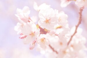 シンボルツリーの桜の木や、色とりどりの花で自然と笑顔になる施設